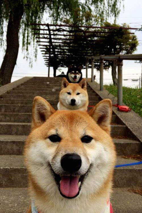 意甲高手对决:精彩配合厘清胜负,意甲高能7秒