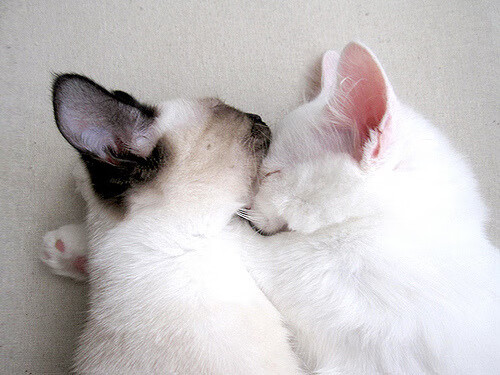 林丹担任高校羽毛球联盟推广顾问，林丹担任高校羽毛球联盟推广顾问的老师