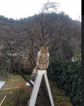 法甲快节奏:瞬间爆发的比赛盛事,法甲全场