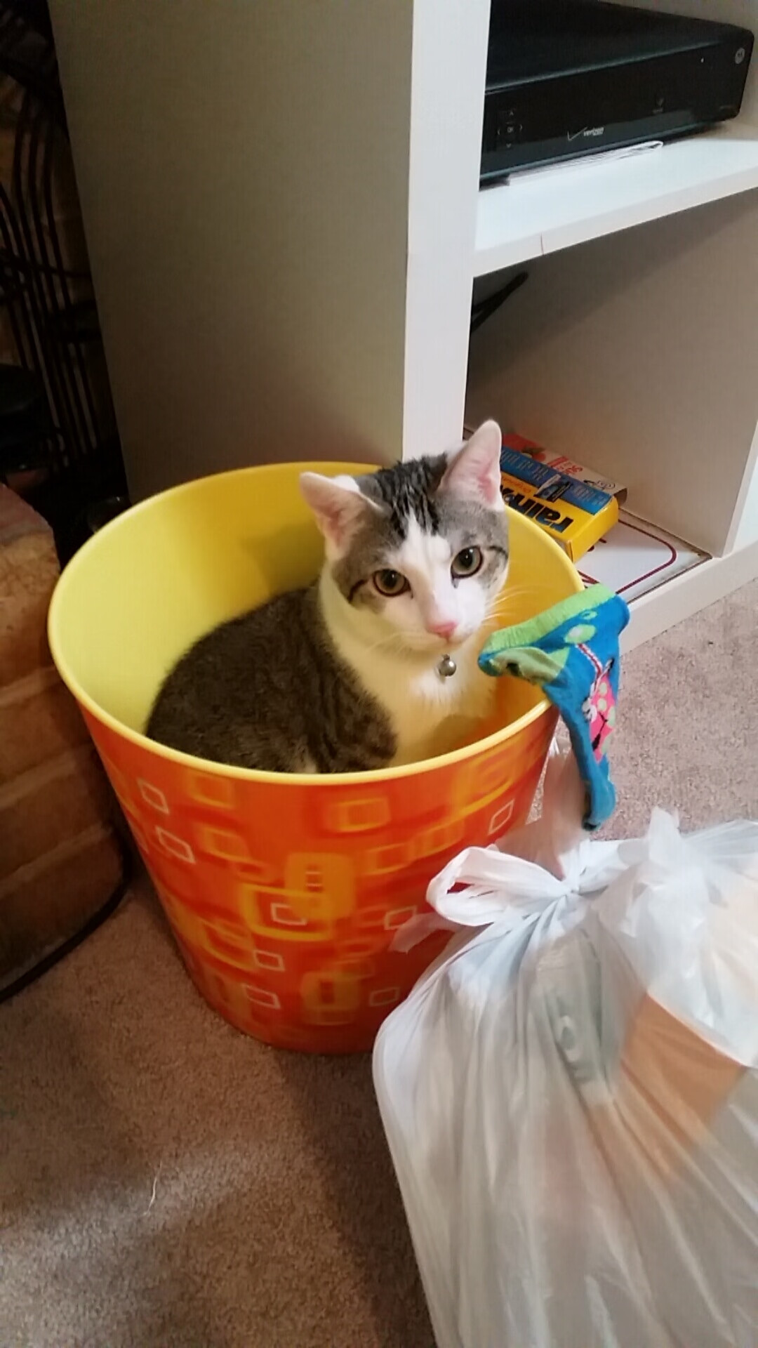 游泳与跳水选手技术架构逐渐成型,游泳队和跳水队是一个队吗