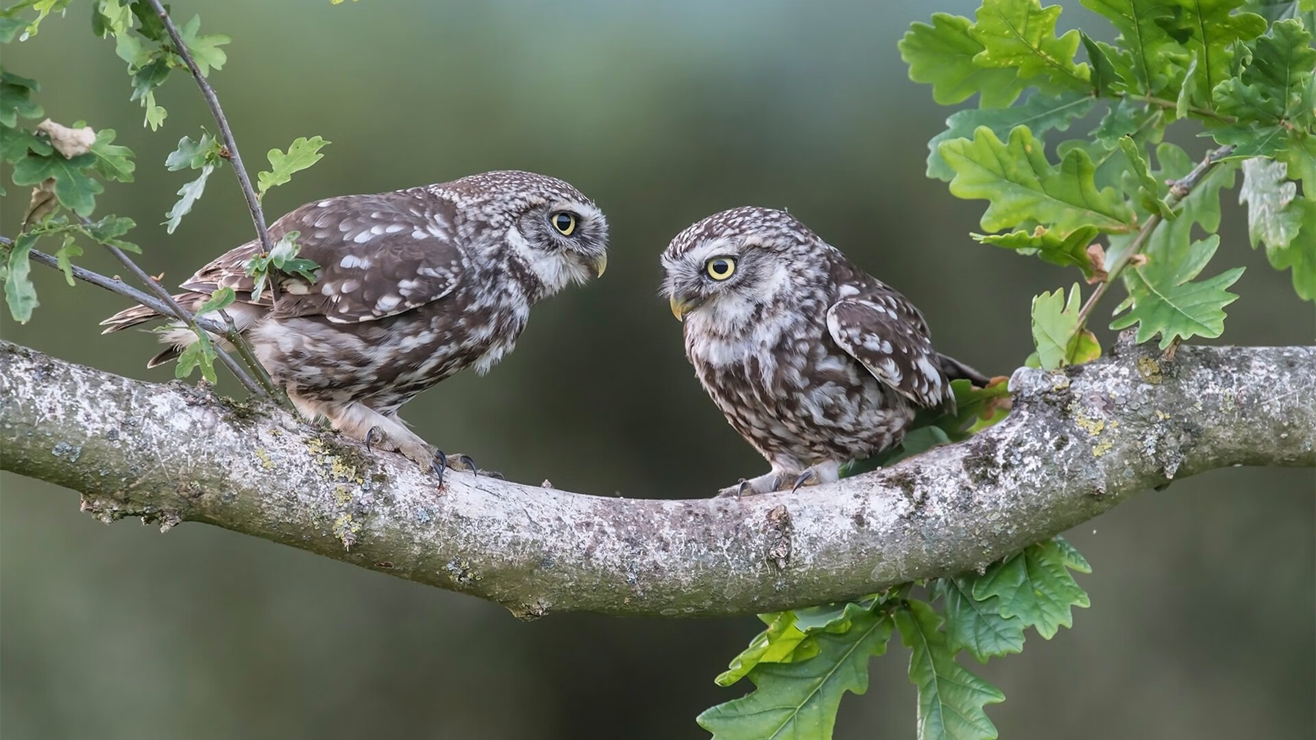 独行侠安排短期封闭营建立默契与信任,独行侠休赛期交易资讯