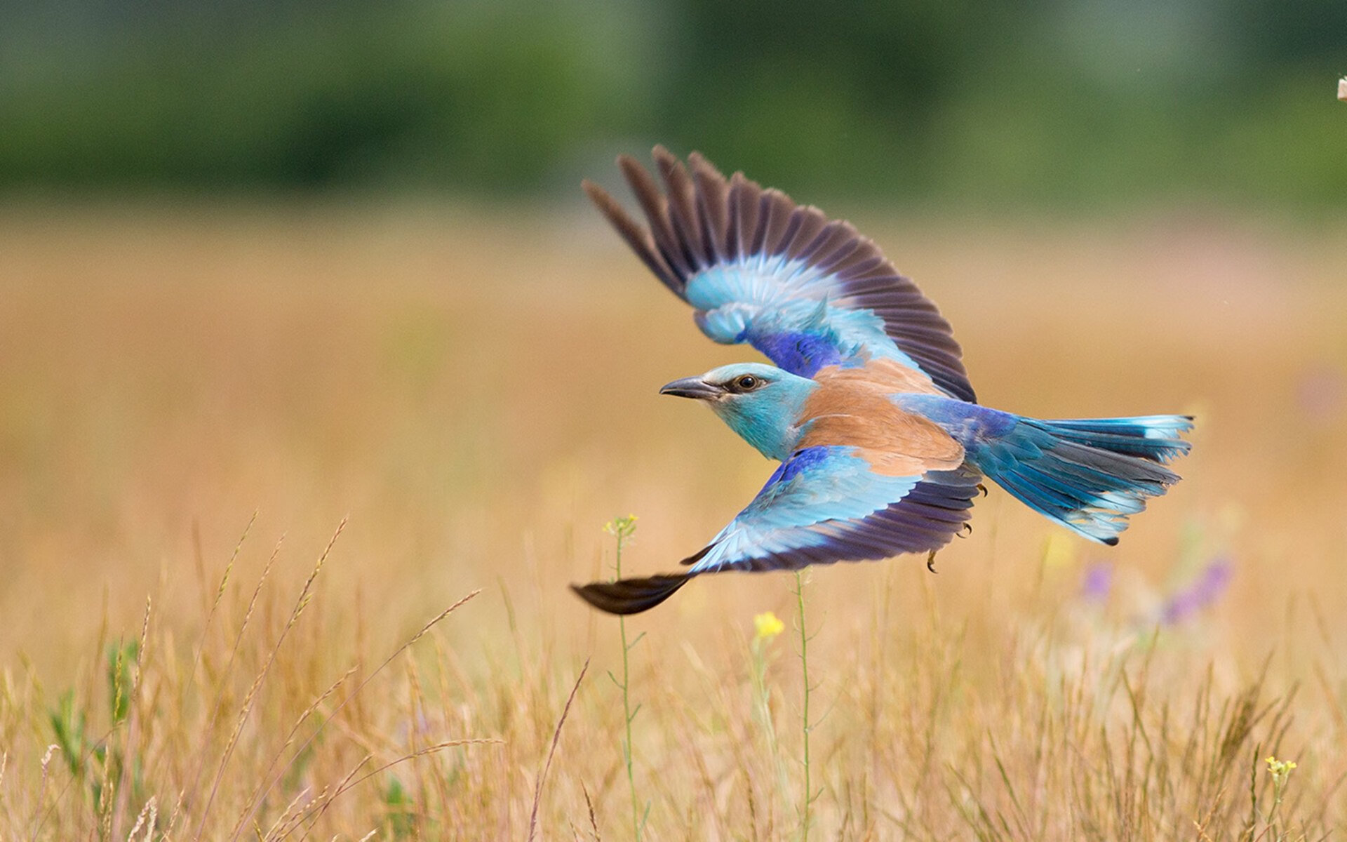 谷爱凌完成绝杀瞬间冬奥会赛场，谷爱凌参加冬奥会