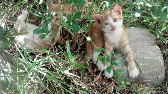 AYX GAME-贝尔哈德·福特：全黑队的“防守巨星”，让对方攻势无从突破