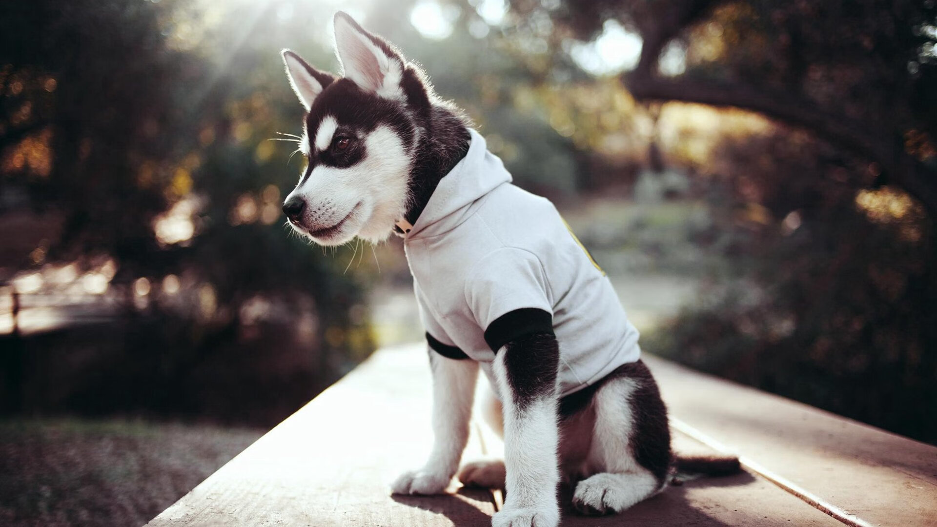 青年联赛开赛在即将推动校园体育文化振兴,青年文体活动活动方案